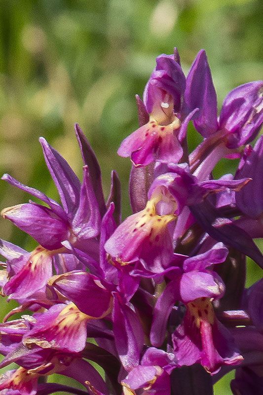 Orchide Sambucina - Dactylorhiza sambucina